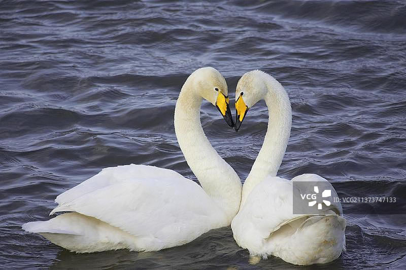 兰开夏郡的成年大天鹅图片素材