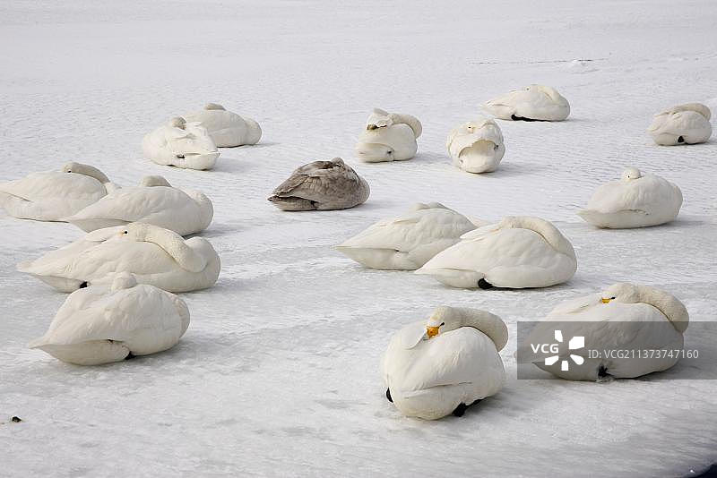成年和未成年大天鹅栖息在日本北海道冰冻湖面上，冬季图片素材