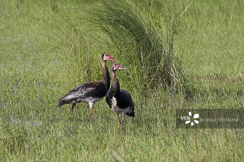 两只距翅雁图片素材