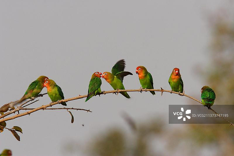 情侣鹦鹉图片素材