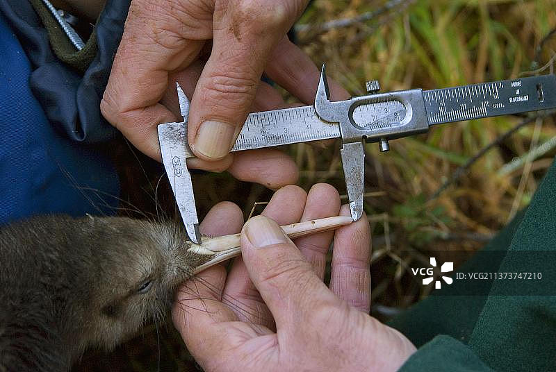 北岛保育项目:生物学家在怀马里诺森林测量北岛棕色几维鸟(Apteryx mantelli)的鸟喙,新西兰北岛,大洋洲图片素材