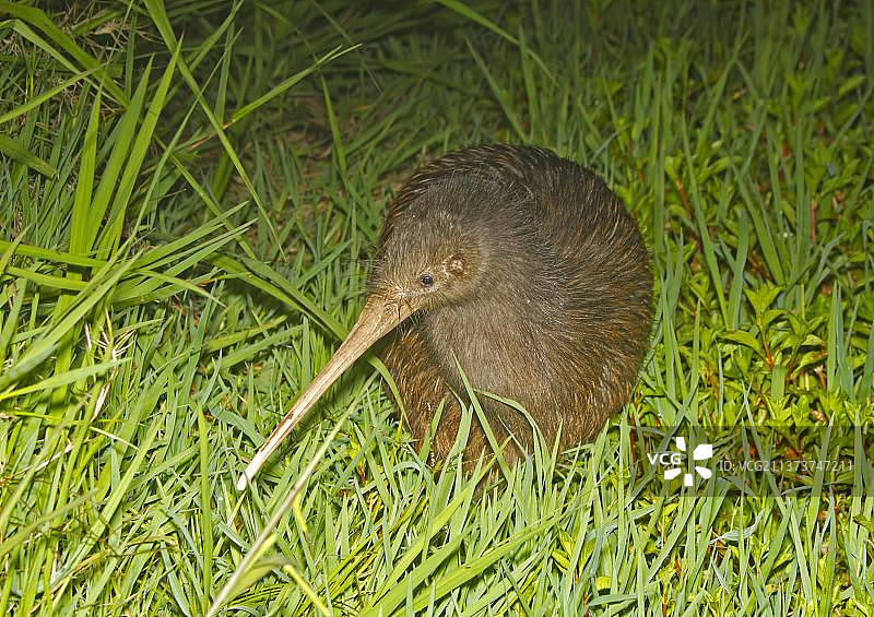 几维鸟（Apteryx mantelli）成年个体夜间站在新西兰的草地上图片素材
