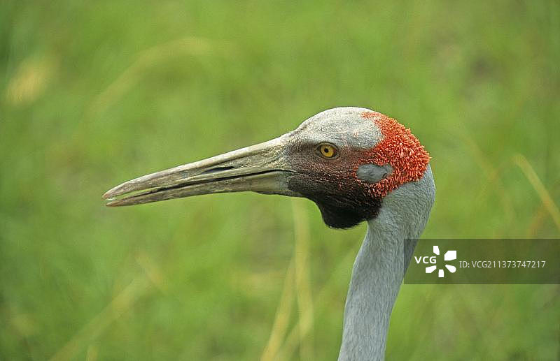 澳洲鹤图片素材
