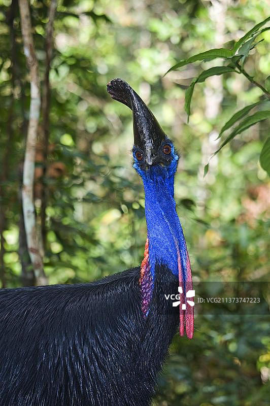 双垂肉髯鸵鸟（Casuarius casuarius）头部和颈部特写，澳大利亚昆士兰州阿瑟顿高原图片素材