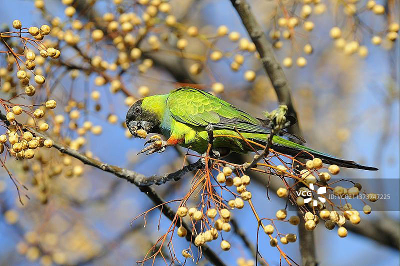 成年彩鹦鹉在阿根廷布宜诺斯艾利斯树上觅食图片素材