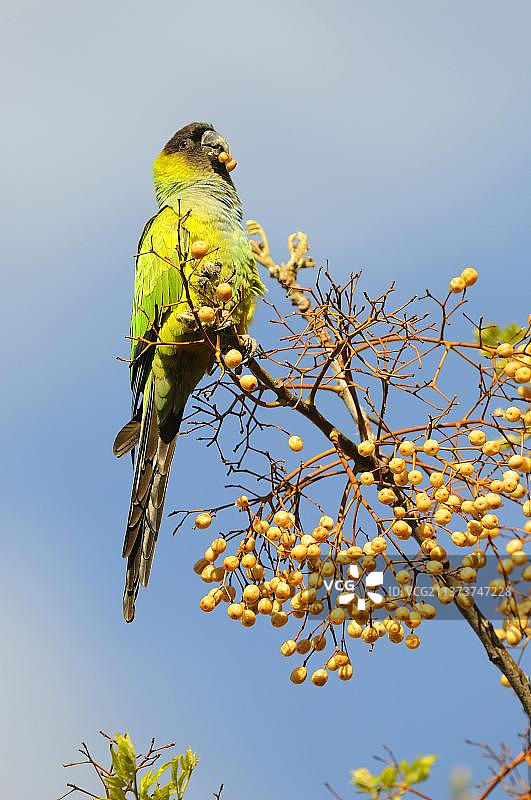 成年彩鹦鹉在阿根廷布宜诺斯艾利斯树上觅食图片素材
