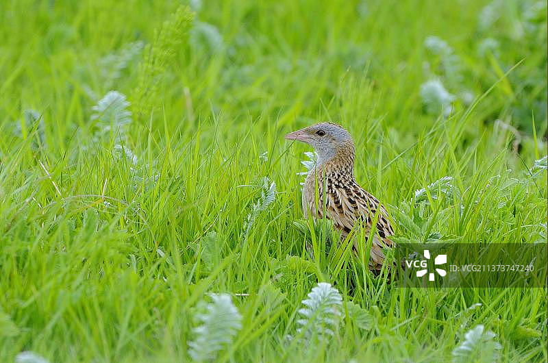 秧鸡：站立在草地上的成年秧鸡图片素材
