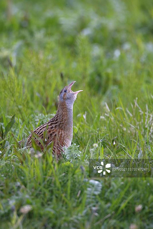 叫 Corncrake (Crex crex) 成鸟站立在植被中图片素材