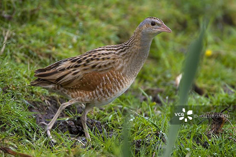 田野秧鸡图片素材