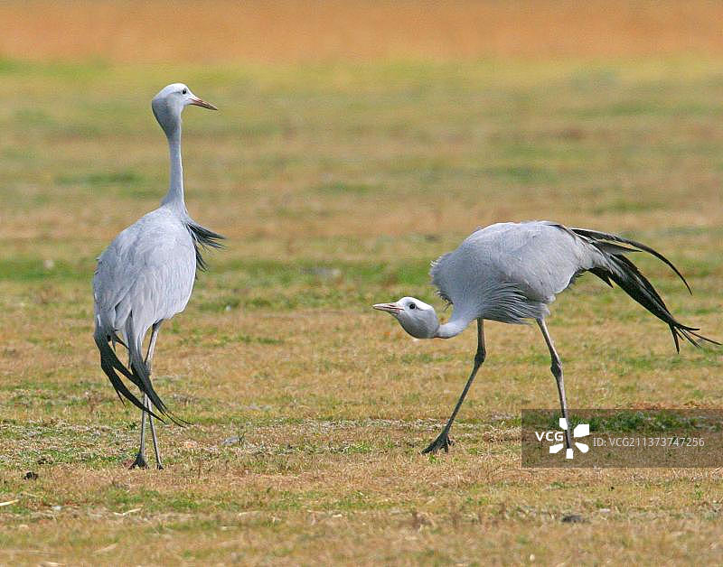 蓝鹤成年配偶，雄性向雌性炫耀，南非图片素材