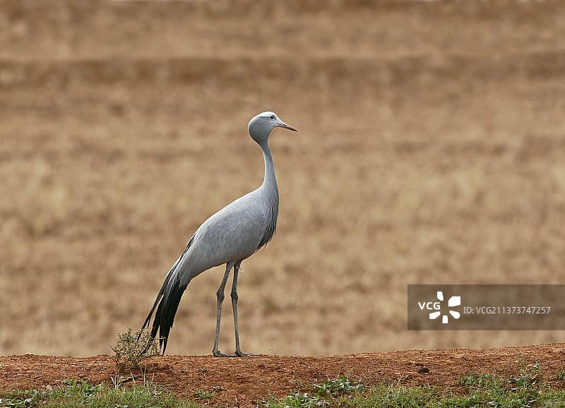 蓝鹤成鸟，站在沙滩上，南非西开普省图片素材