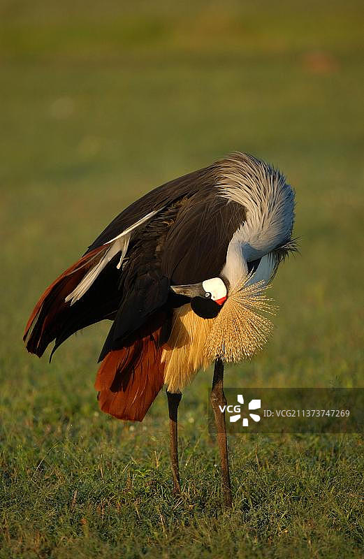 灰冕鹤，濒危物种，鹤，鸟类，动物，成年灰冕鹤梳理羽毛图片素材