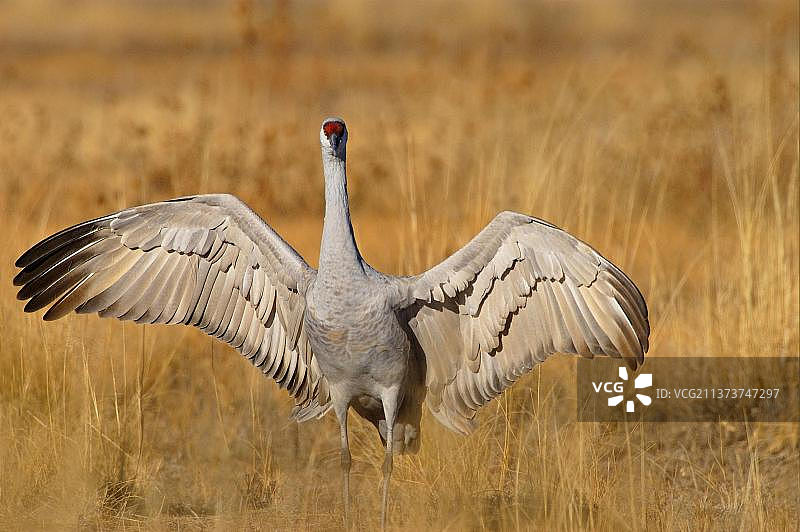 博斯克湿地的沙丘鹤展翅图片素材