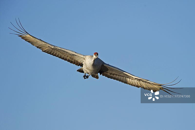 飞行中的成年沙丘鹤图片素材