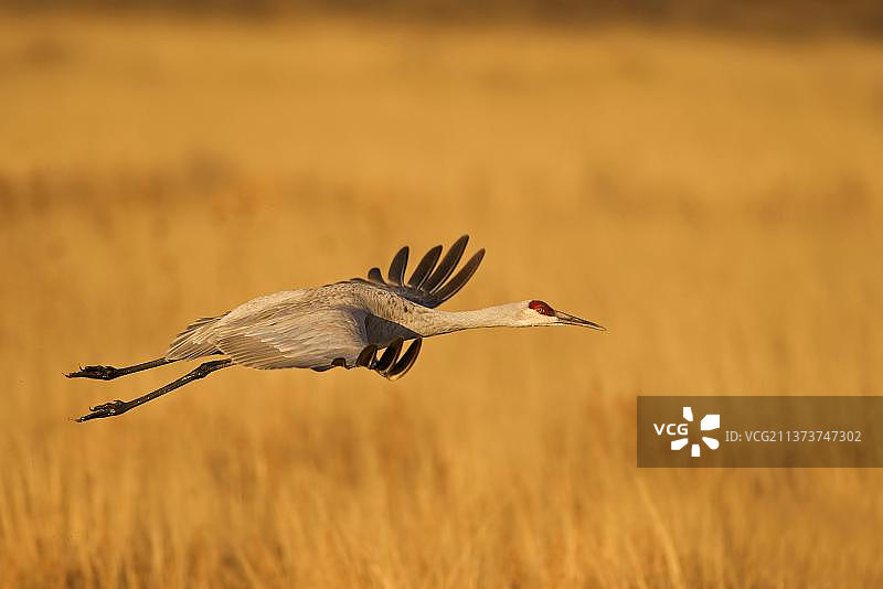 飞行中的成年沙丘鹤图片素材