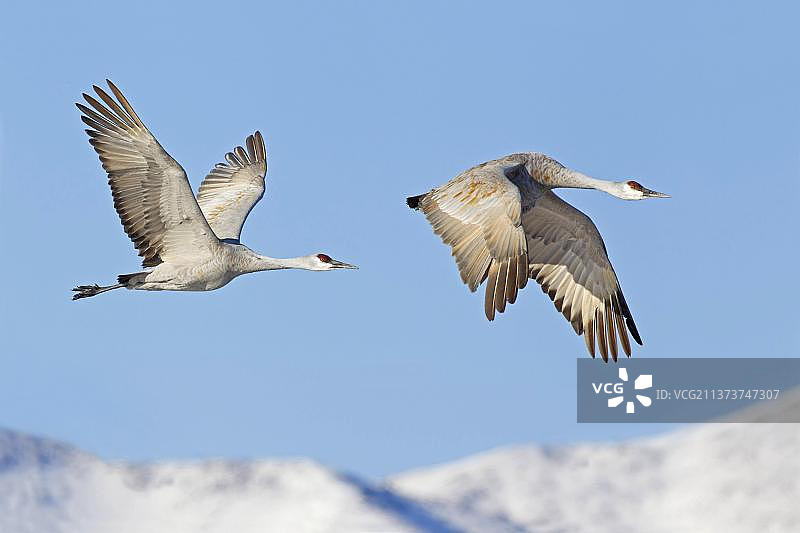 加拿大沙丘鹤：新墨西哥州博斯克德尔阿帕奇国家野生动物保护区雪山上空飞行的成年对鸟图片素材