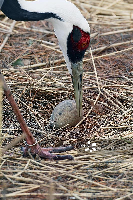 白枕鹤，成年，头部特写图片素材
