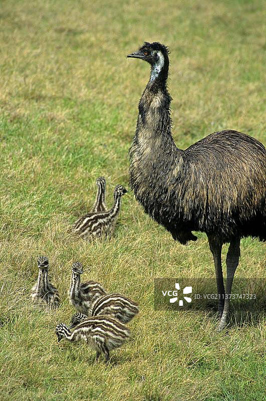 澳洲成年雄性鸸鹋与幼鸟图片素材