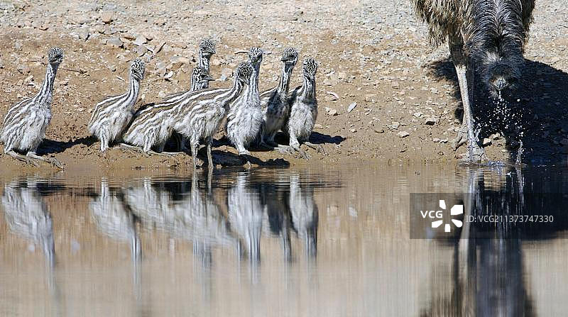 鸸鹋（Dromaius novaehollandiae）成年雄性与幼鸟在澳大利亚内陆水塘饮水图片素材