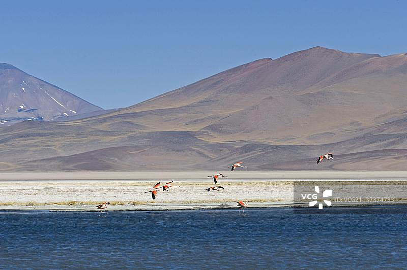 智利火烈鸟群飞降落高原盐湖图片素材