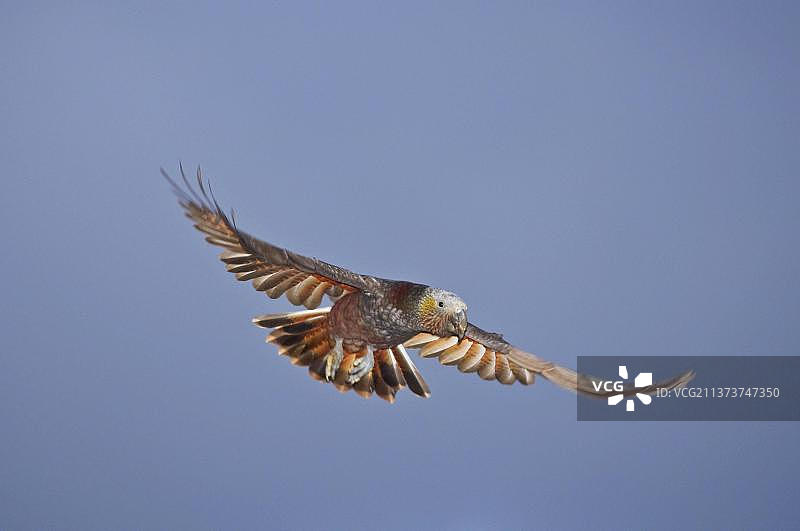 鸮鹦鹉，新西兰鸮鹦鹉（Nestor meridionalis），森林鹦鹉，特有种，鹦鹉，动物，鸟类，成年鸮鹦鹉，飞行中，斯图尔特岛，新西兰，大洋洲图片素材