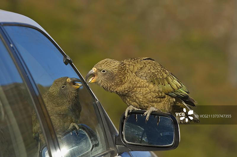 啄羊鹦鹉（雀科鸟）停在汽车后视镜上图片素材