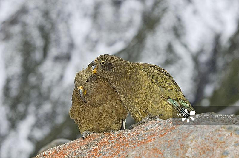 啄羊鹦鹉（学名：Nestor notabilis），新西兰南阿尔卑斯山图片素材