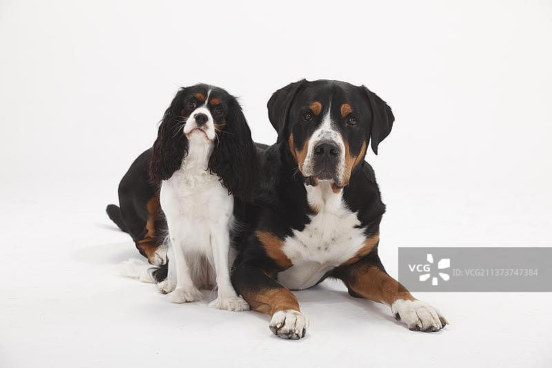 大型瑞士山地犬（公，7岁）和三色查理士王小猎犬（母）图片素材