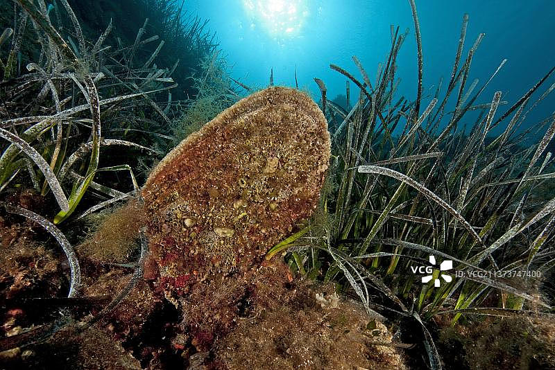 地中海高贵笔贝图片素材