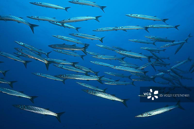 地中海金梭鱼群 (Sphyraena viridensis)图片素材