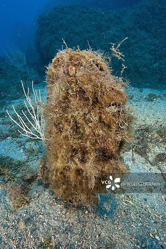 地中海高贵笔贝图片素材