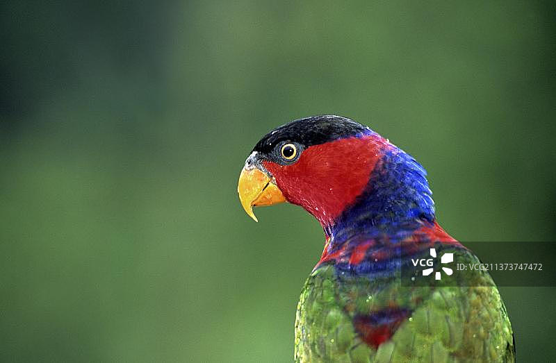 黑帽吸蜜鹦鹉头部特写，印度尼西亚图片素材