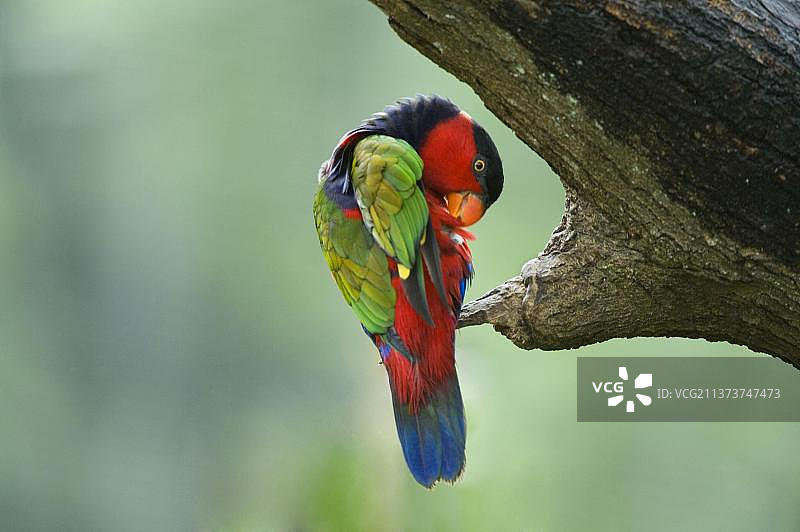 黑顶吸蜜鹦鹉图片素材