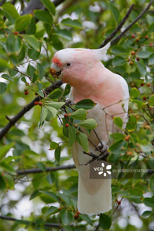 米切尔少校的葵花凤头鹦鹉正在昆士兰南部食用树上的果实图片素材