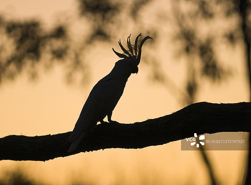 澳大利亚昆士兰州米尔斯，夕阳下的剪影：成年葵花凤头鹦鹉栖息于树枝上图片素材