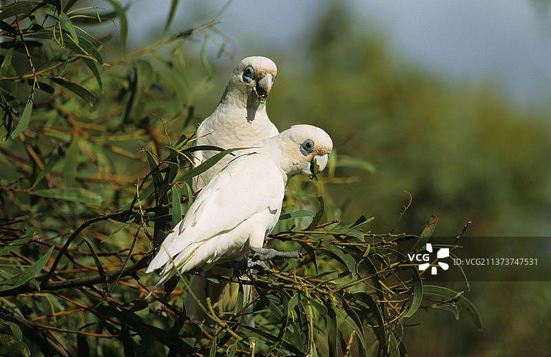 澳大利亚树上叼叶子的小葵花凤头鹦鹉图片素材