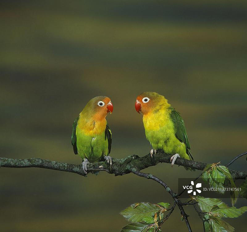 渔民爱情鸟，桃头鹦鹉，栖息的两只爱情鸟图片素材