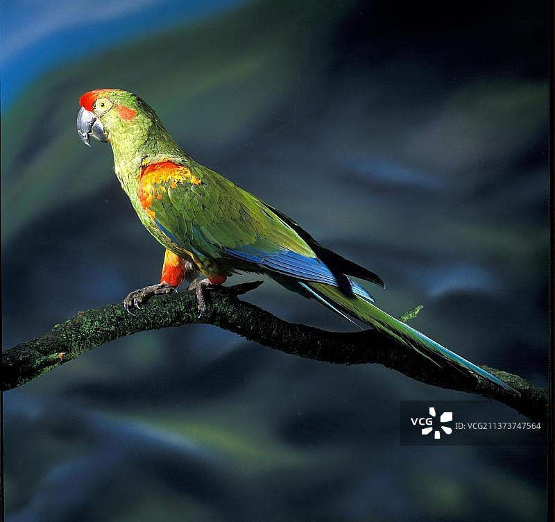 红额金刚鹦鹉图片素材