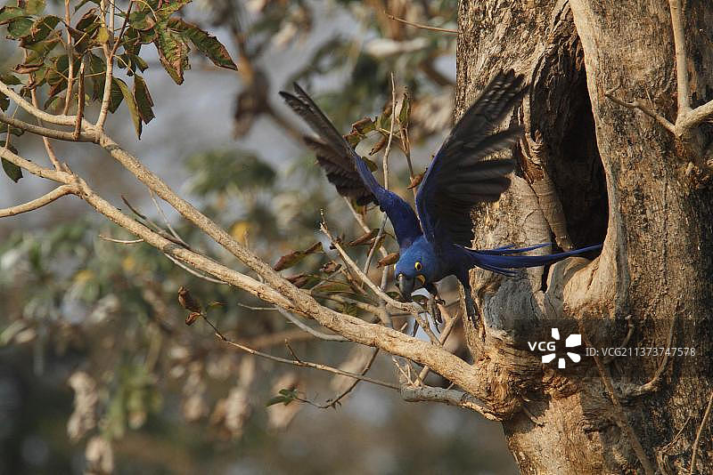 飞行中的风信子金刚鹦鹉（学名：Anodorhynchus hyacinthinus），离开树干上的巢穴，巴西马托格罗索潘塔纳尔湿地，南美洲图片素材