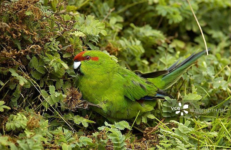 红额鹦鹉吃种子，新西兰图片素材