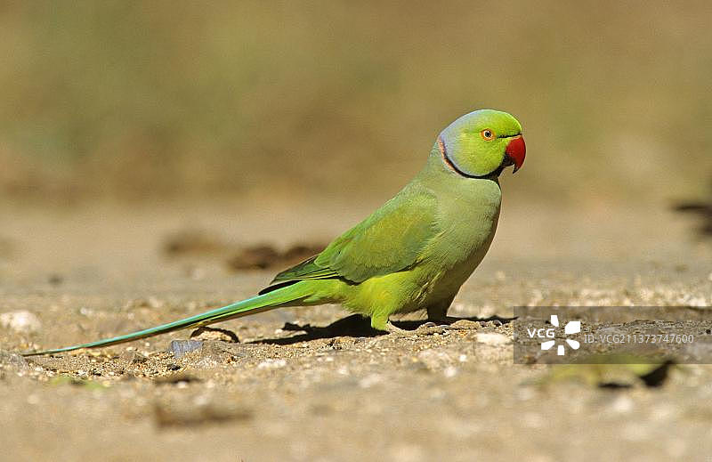 印度西北部地面的玫瑰环鹦鹉雄鸟图片素材