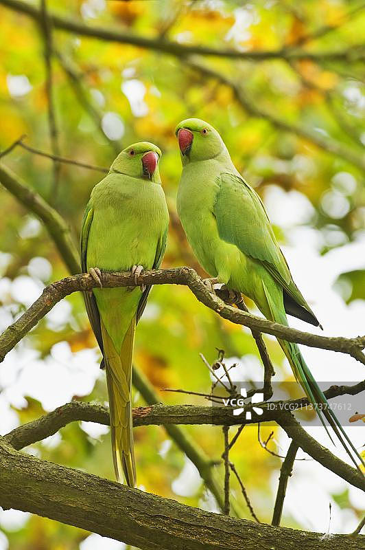 两只成年环颈鹦鹉栖息在伦敦里士满公园的树上图片素材