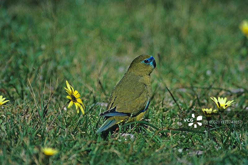 草地上回头的岩鹦鹉，黄色花朵图片素材