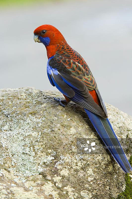 澳洲猩红鹦鹉图片素材