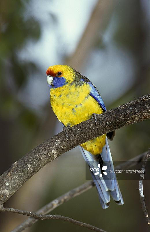 绿玫瑰鹦鹉（Platycercus caledonicus），黄腹长尾鹦鹉，地方性鹦鹉，扁尾鹦鹉，澳大利亚，大洋洲图片素材