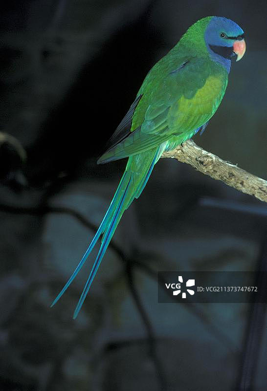 大紫胸鹦鹉图片素材