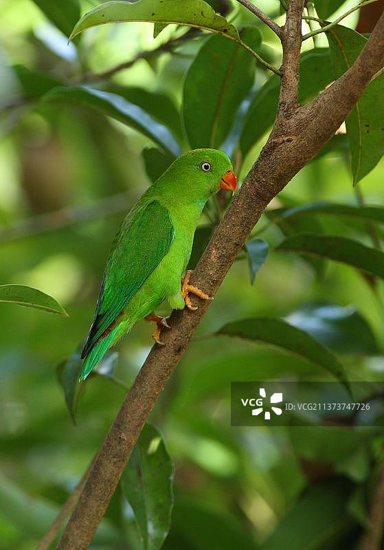 春季鹦鹉，动物，鸟类，成年的 vernalis 挂鹦鹉 (Loriculus vernalis)，栖息在泰国图片素材