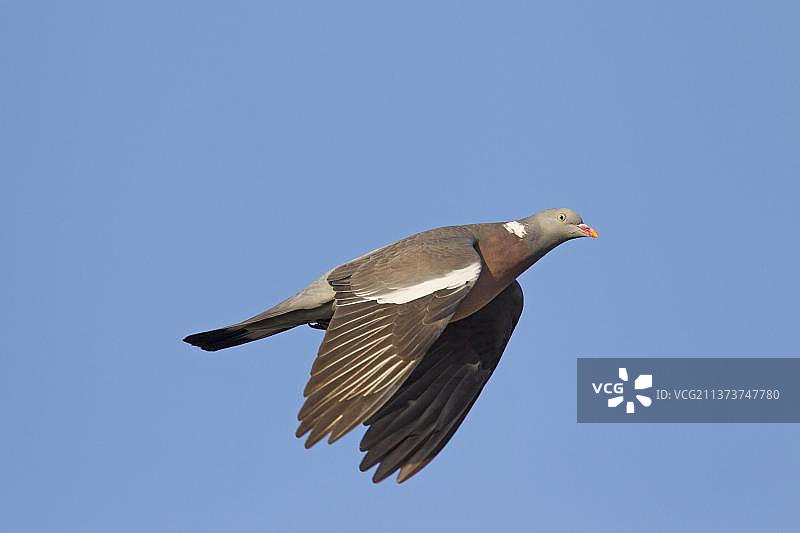野鸽飞行图片素材