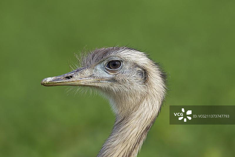 原产南美洲东部大美洲鸵图片素材