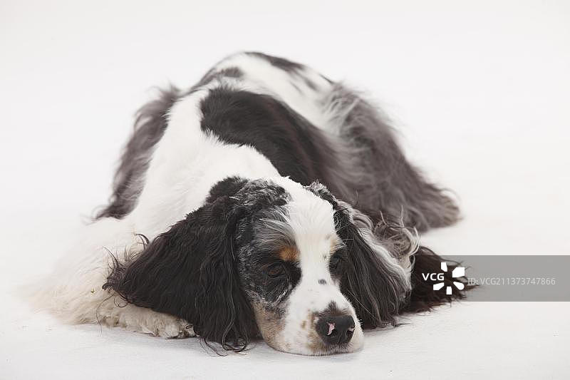 美国可卡犬，雄性图片素材